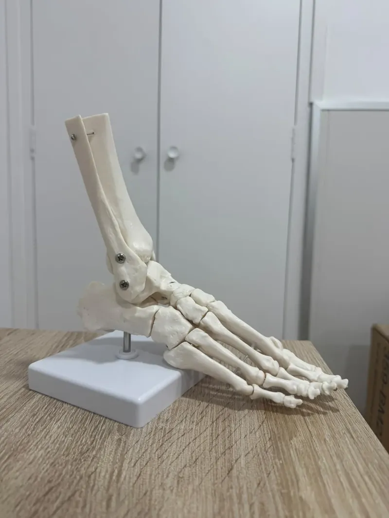 Modelo anatómico de pie — Clínica Innovamed
